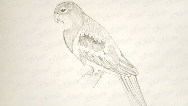 Рисунки попугаев для срисовки