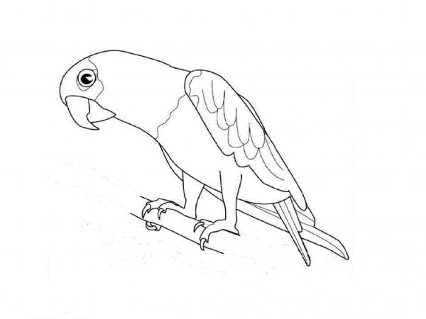 Эскиз попугая карандашом