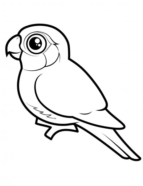Птицы раскраска для детей