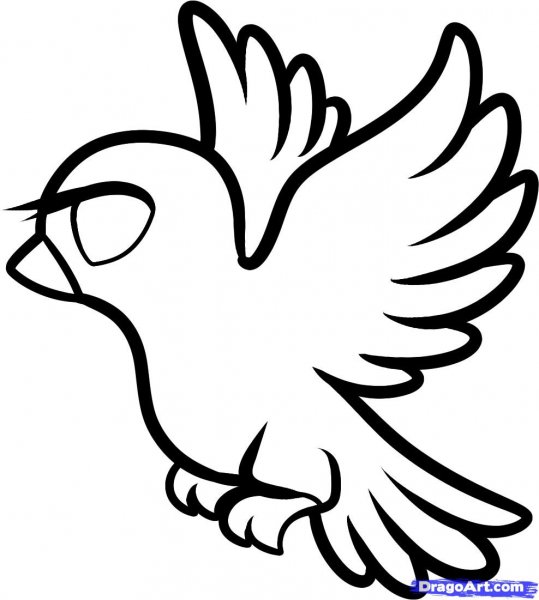 Голубь рисунок карандашом