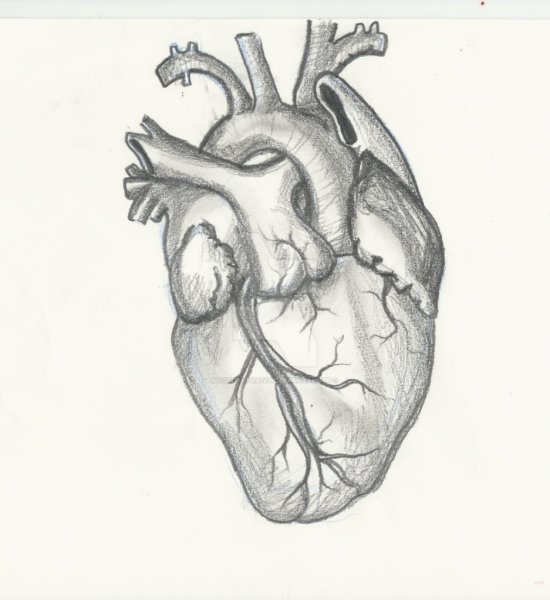 Сердце карандашом для срисовки
