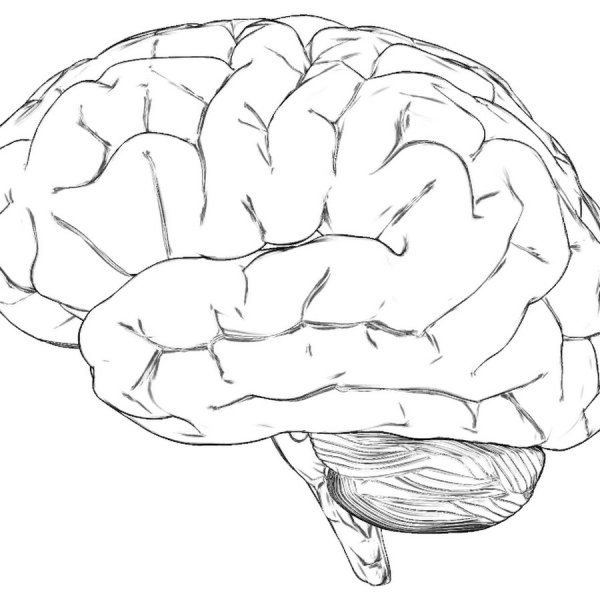 Мозг человека карандашом