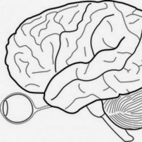 Головной мозг человека рисунок для детей