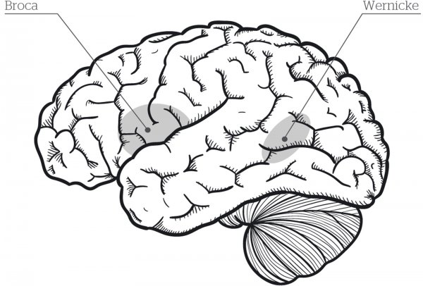 Мозг Графика чёрный PNG