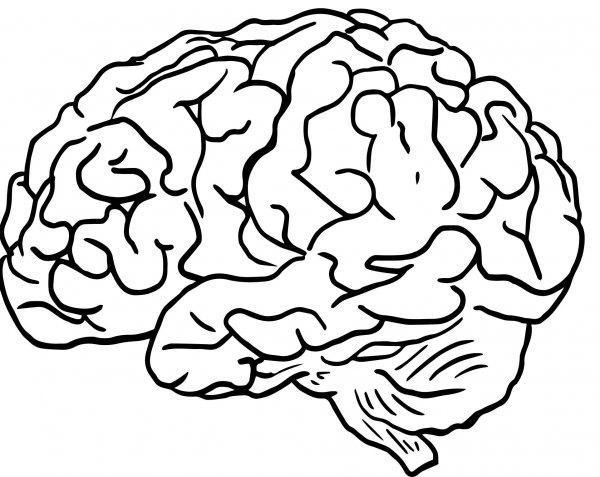 Мозги рисунок