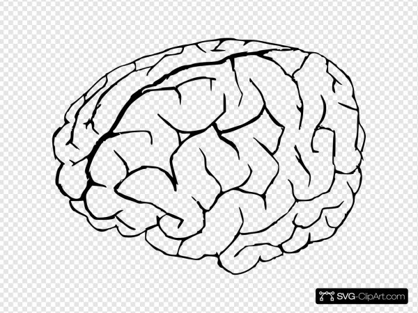 Мозг контур