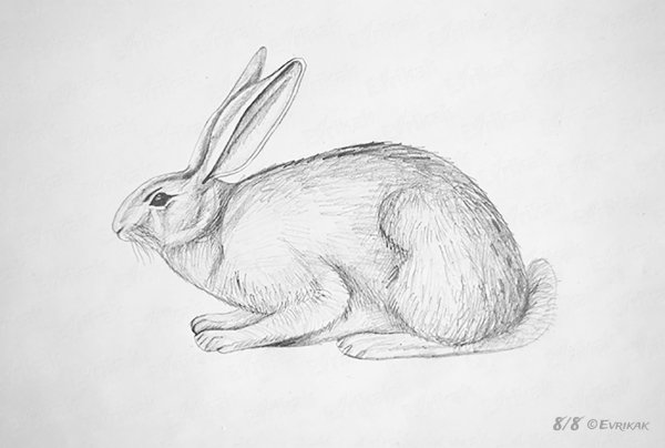 Зая рисунок карандашом