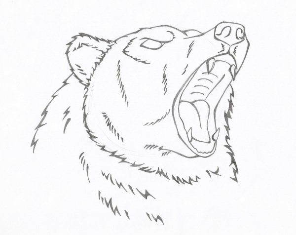 Рисунок медведя для срисовки