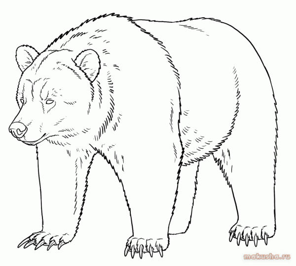Медведь рисунок карандашом
