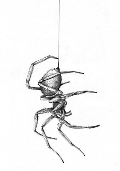 Паук набросок