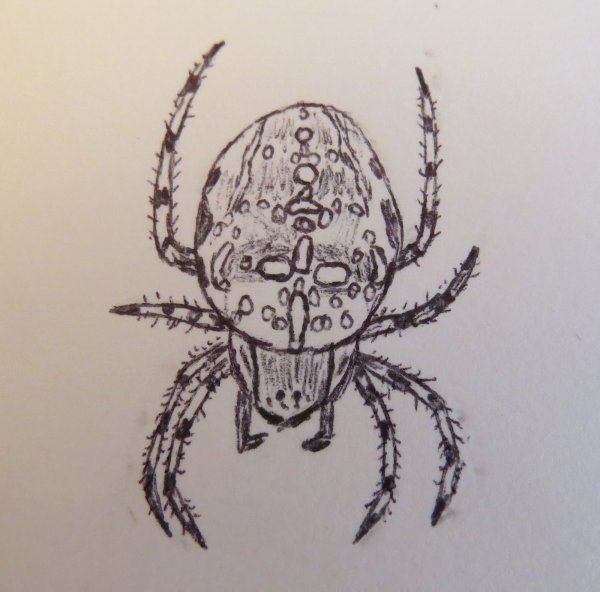 Паук крестовик рисунок