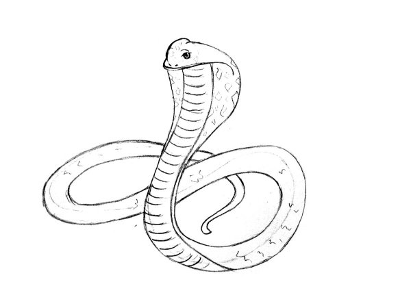 Рисунки для срисовки змеи