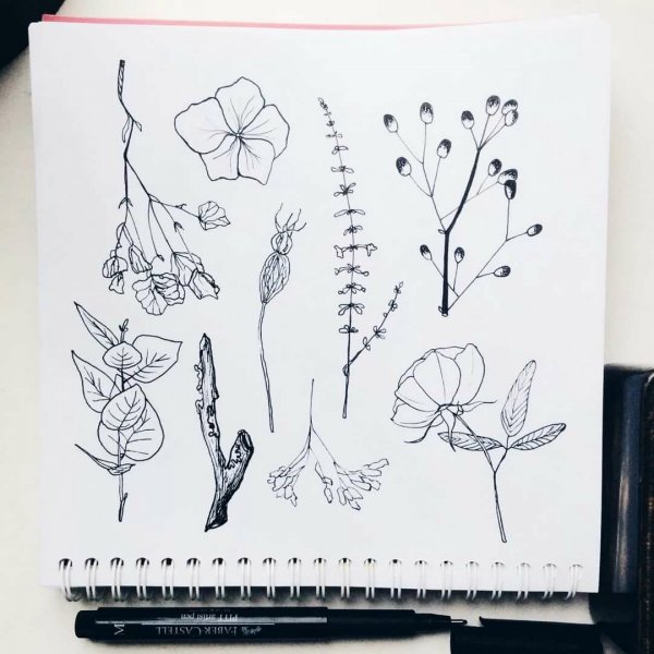 Красивые растения для скетчбука