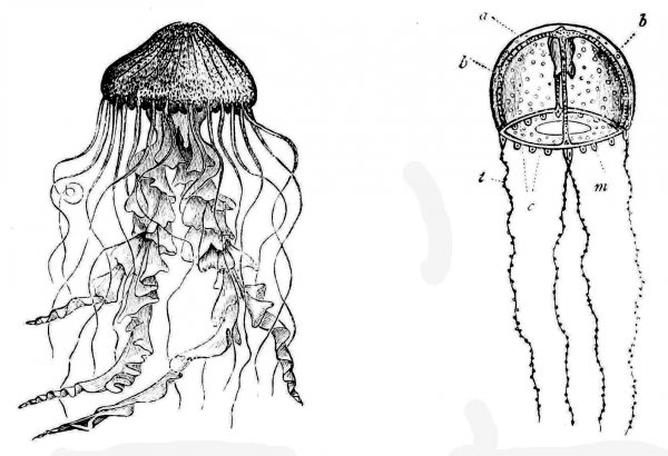 Медуза карандашом легко