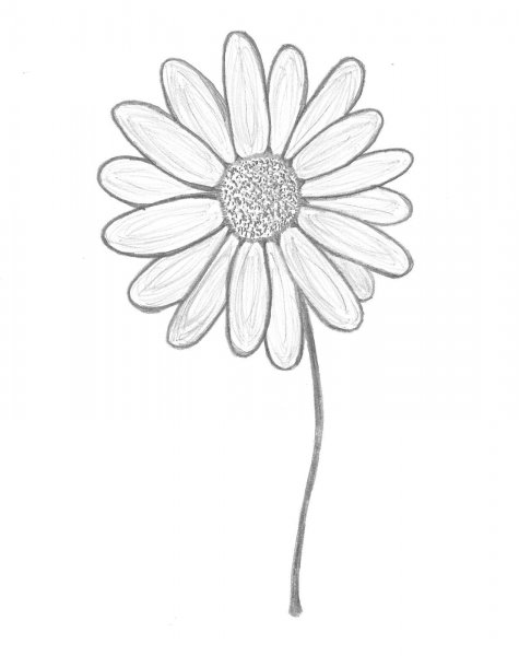 Ромашка раскраска