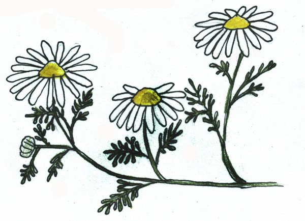 Ромашка зарисовка