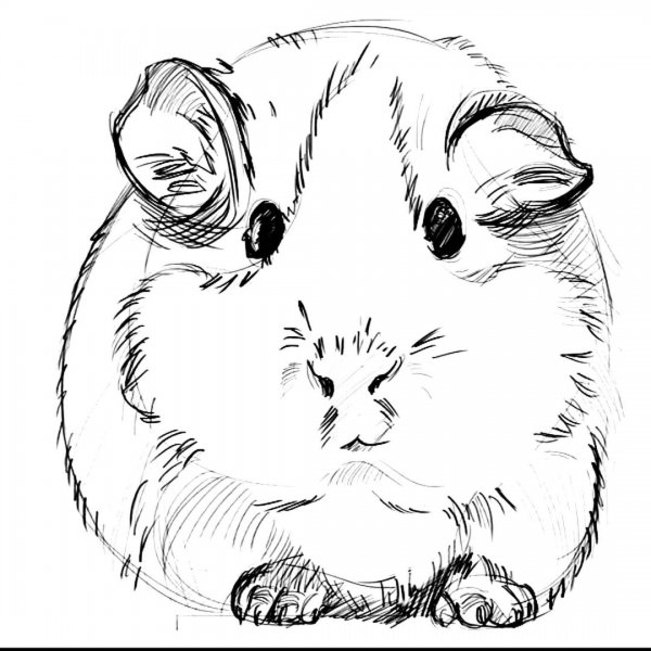 Морская Свинка