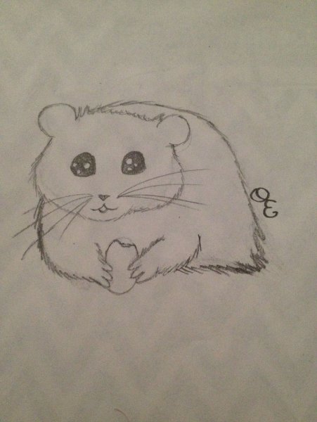 Хомяк рисунок карандашом