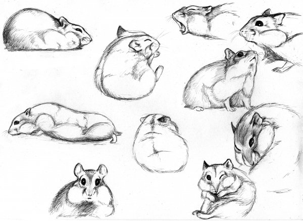 Наброски животных в разных позах