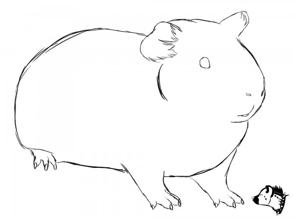 Рисование морская Свинка