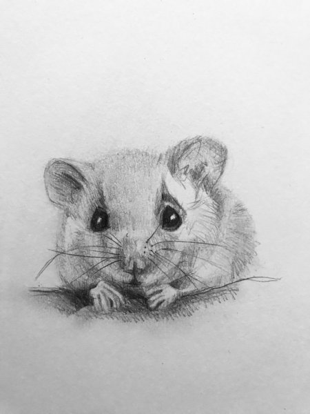 Хомяк карандашом
