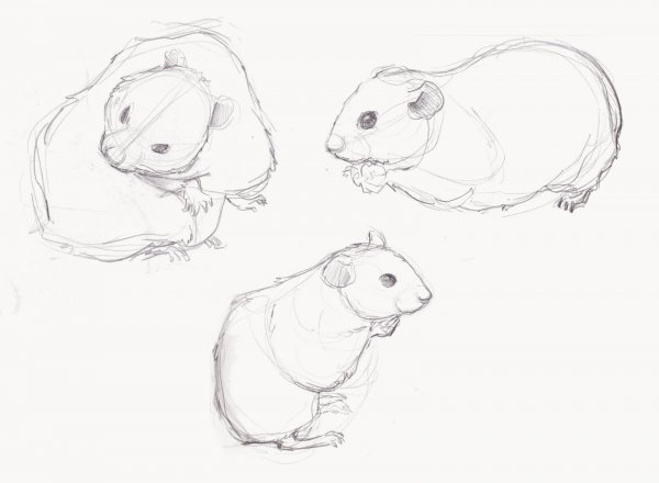 Джунгарский хомяк референс