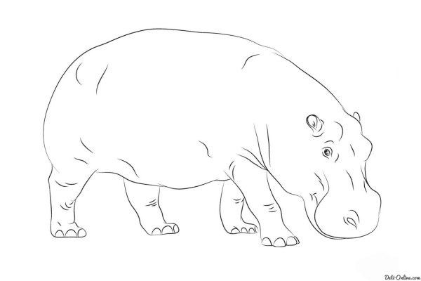 Бегемот раскраска для детей