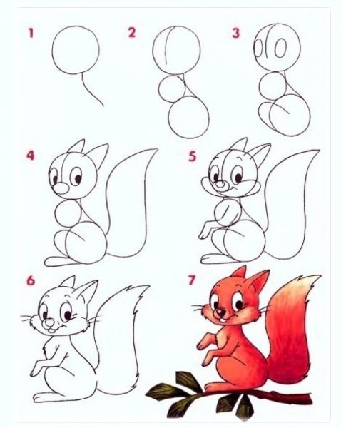 Нарисовать белку карандашом поэтапно для начинающих