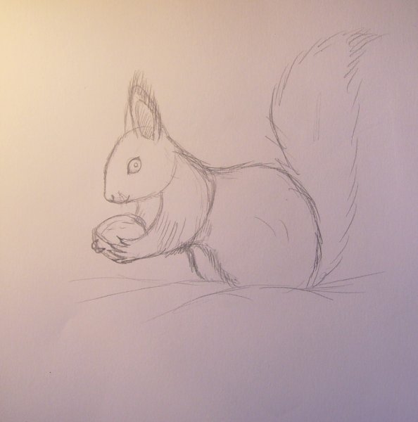 Поэтапное рисование белки карандашом