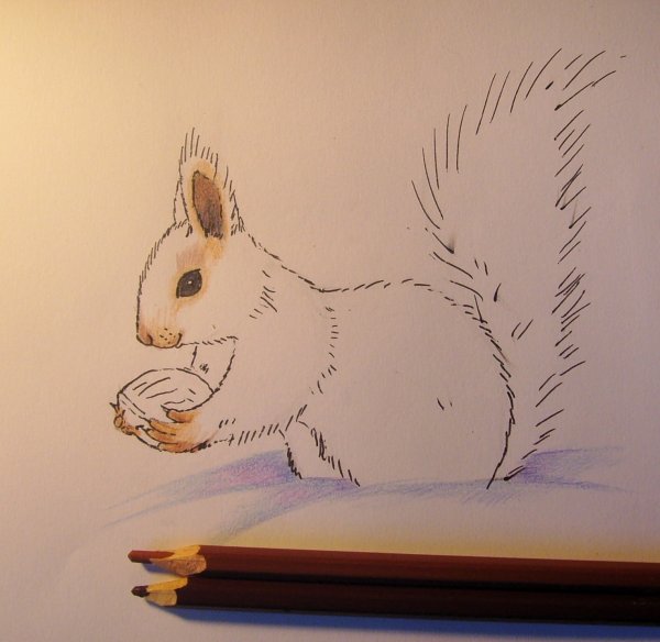 Белка для срисовки карандашом