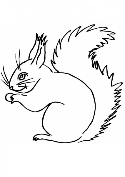 Белочка раскраска для детей