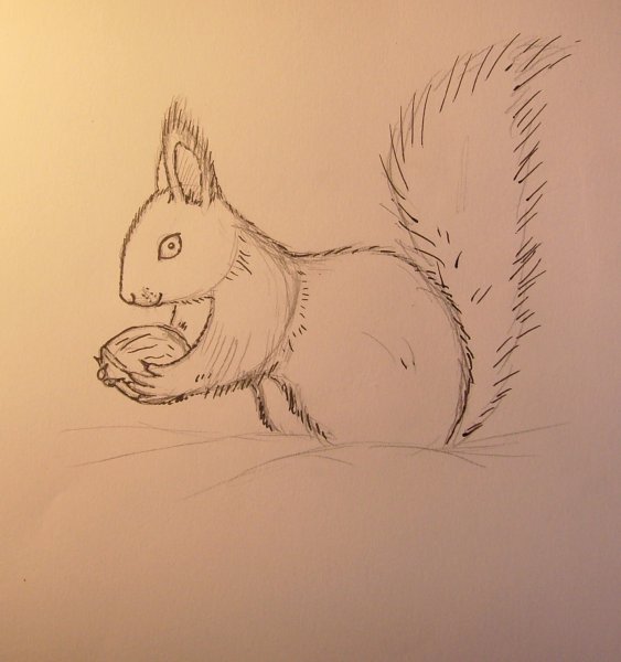 Белка рисунок карандашом