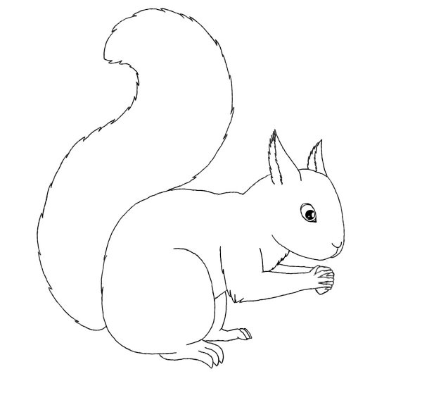 Контур белки