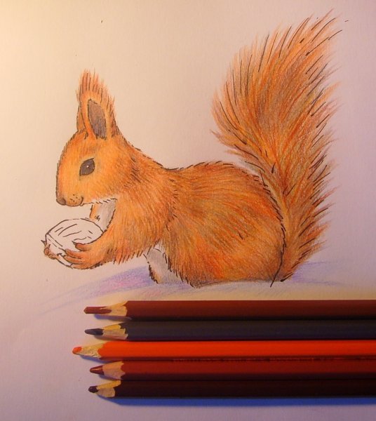 Рисунок белки
