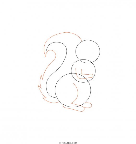 Белка поэтапное рисование