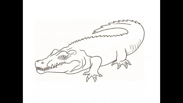 Картинки крокодила для срисовки