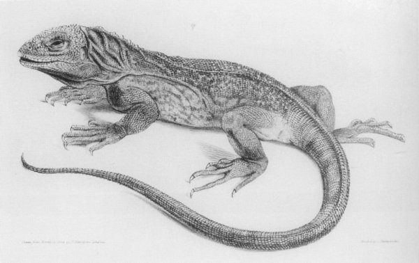 Наброски ящериц