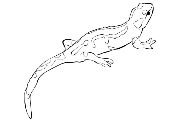 Саламандра раскраска