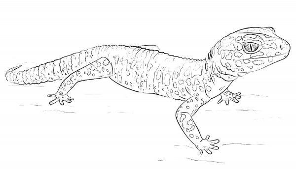 Раскраска рептилии