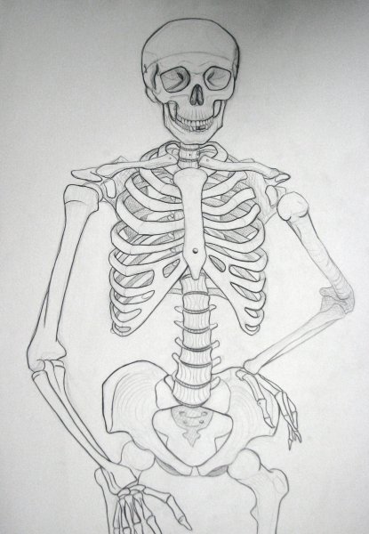 Скелет человека карандашом