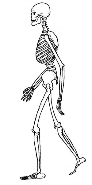 Скелет сбоку