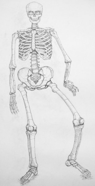 Зарисовки скелета