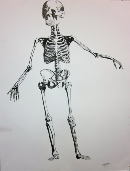 Скелет нарисовать карандашом