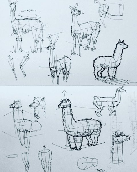 Лама раскраска для детей