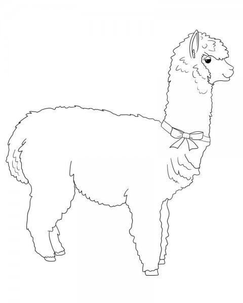 Лама поэтапное рисование