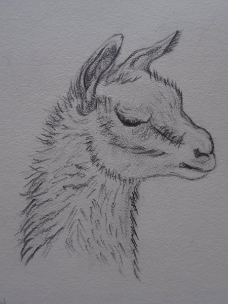 Раскраски альпака и лама