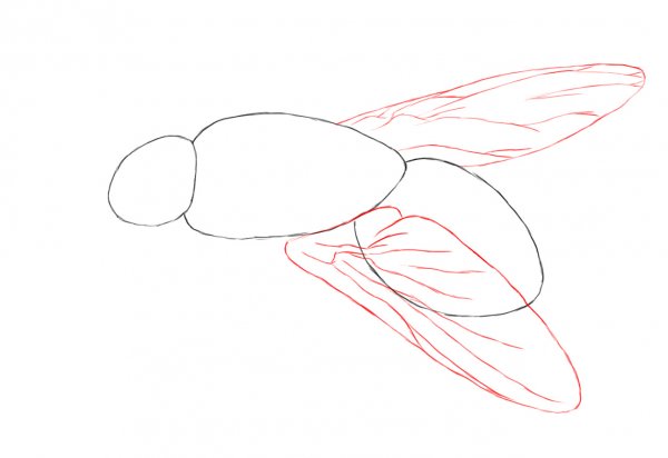 Муха для срисовки