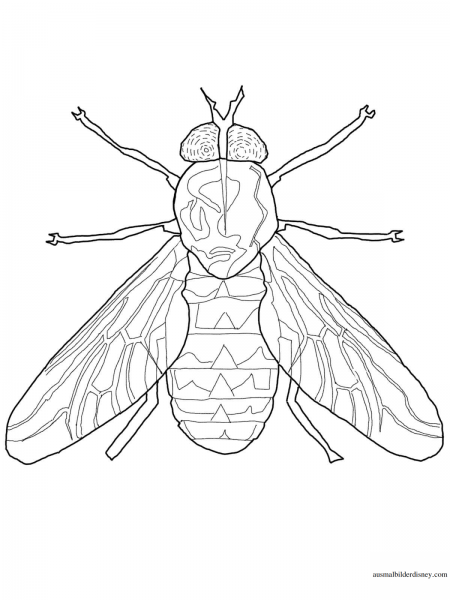 Раскраски насекомые Муха