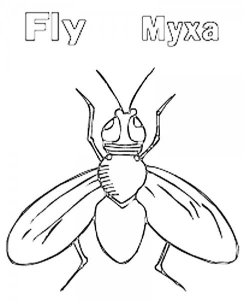 Муха рисунок
