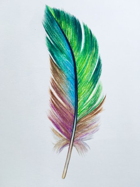Перо раскраска